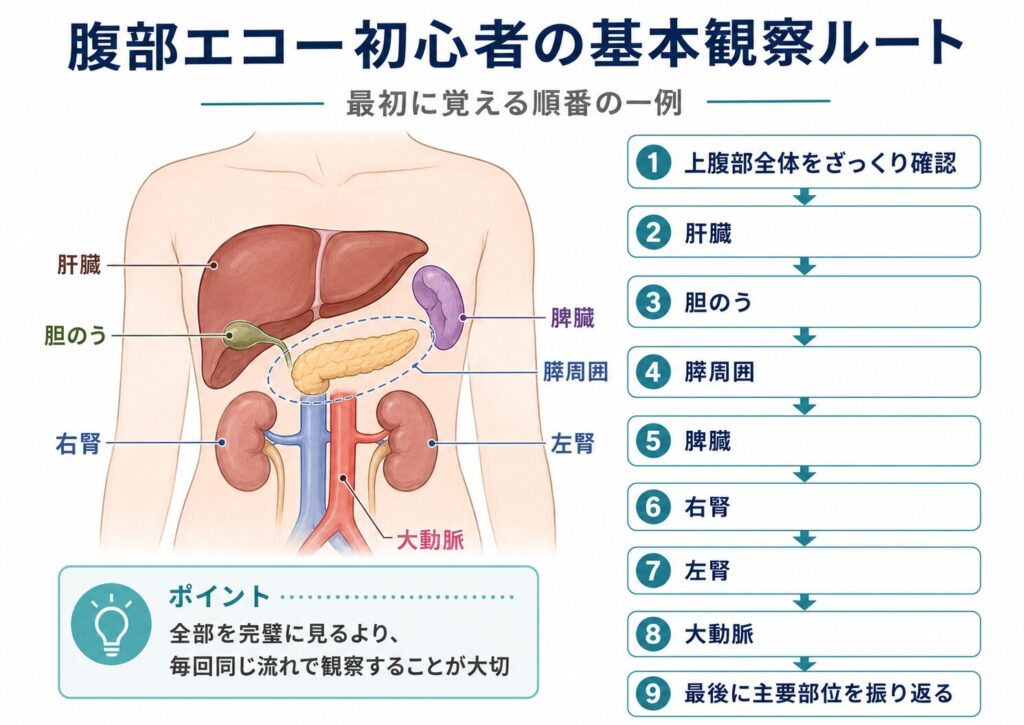 腹部エコー初心者が最初に覚えたい基本観察ルートを肝臓・胆のう・膵周囲・脾臓・腎臓・大動脈の順で示した図解
