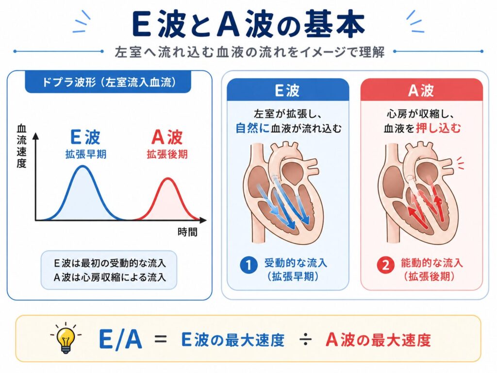 心エコーのE波とA波の違いを、僧帽弁流入血流の波形と左室への血流イメージで示した図解